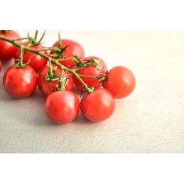 Tomate Cerise Grappe