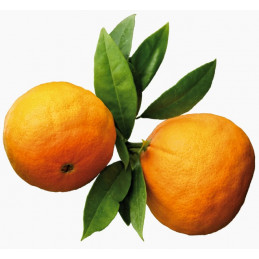 Orange Amère