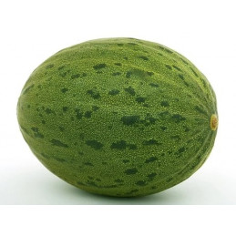 Melon Vert