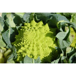 Chou Romanesco Bio