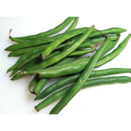 Haricot Vert Bio Pamiers