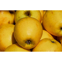 Pomme Golden