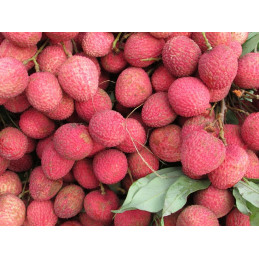 Litchi Bouquet Avion