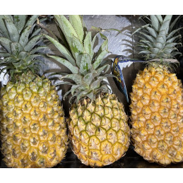 Ananas Victoria