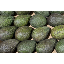 Avocat Gros