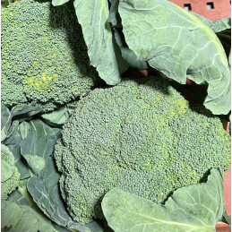 Chou Brocoli Bio