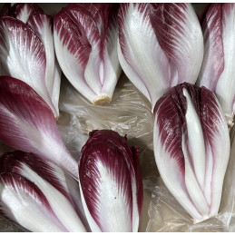 Endive Carmine