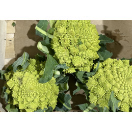 Chou Romanesco