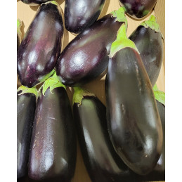 Aubergine