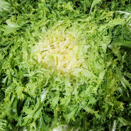 Frisée