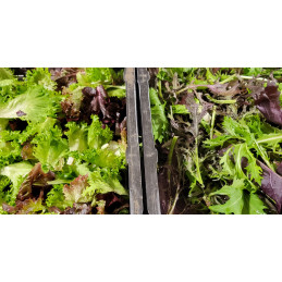 Mesclun Bio Pamiers