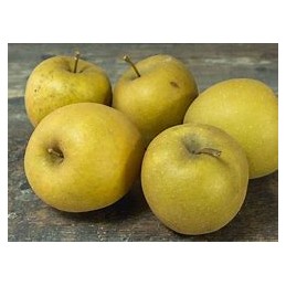 Pomme Bertanne