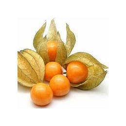 Physalis